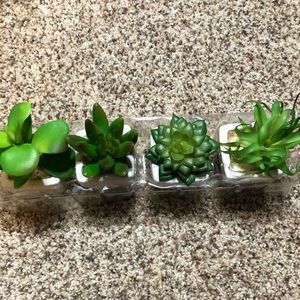 4 succulent plants
